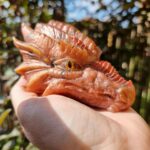 Dragon orgonite portant le prénom de Bamari il est relié au bain de Marie qui dissout et sublime l'âme. Connecté au féminin sacré, ce dragon vous aidera dans vos méditations, vos guidances pour trouver l équilibre en vous.